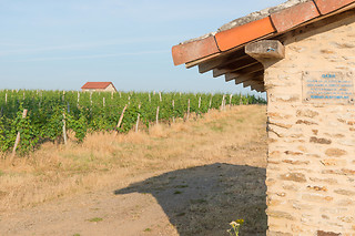 Dégustation vins aux Vignerons de Verneuil à Verneuil-sur-Vienne (87)