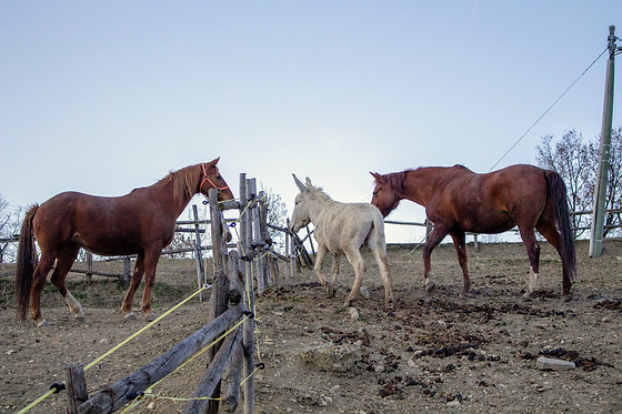 Agriranch La Bëtla - photo 6