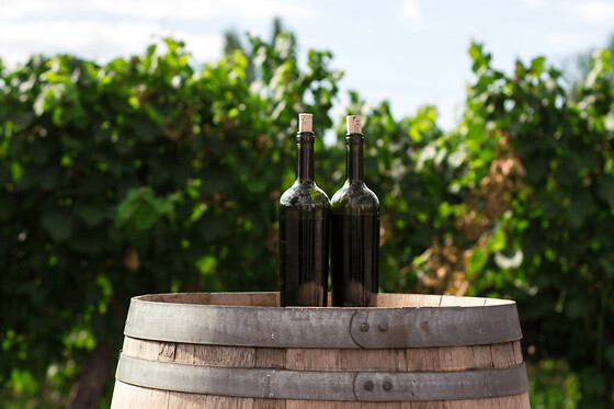 Atelier initiation dégustation au Musée du Vin et du Négoce (33)