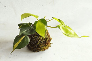 Atelier kokedama à Villeurbanne (69)