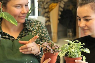Atelier kokedama à Villeurbanne (69)