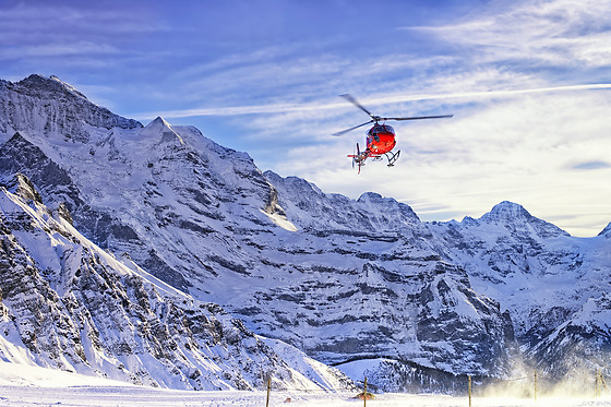 Les Volatiles - photo 5