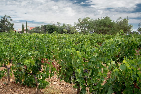 Soleil et Vignes - photo 7