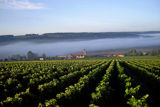 Champagne Pierre Laurent - photo 1