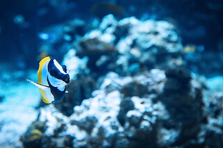 Billet pour Planet Ocean Montpellier (34)
