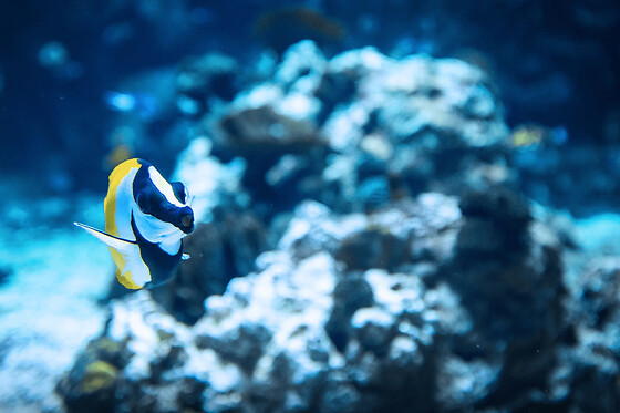 Billet pour Planet Ocean Montpellier (34)