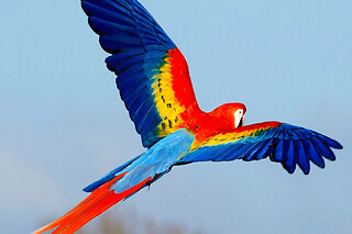 Billet pour Parrot World à Crécy-la-Chapelle (77)