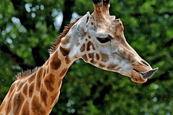 Billet pour le Natur'Zoo de Mervent (85)