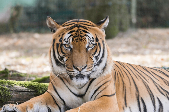 Billet pour le Natur'Zoo de Mervent (85)