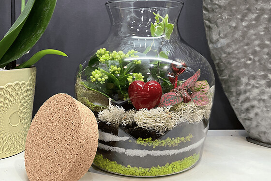 Atelier terrarium à Pontoise (95)