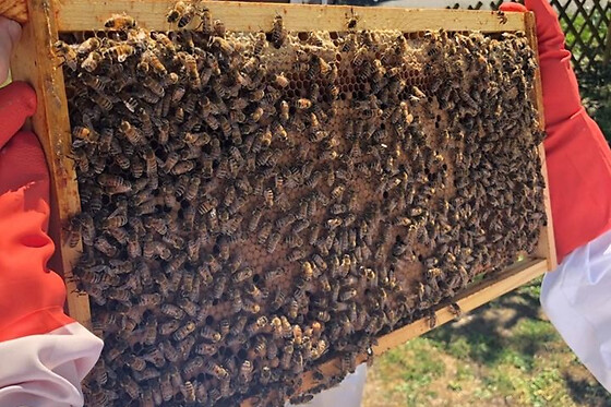 Stage journée Apiculture à Vincennes