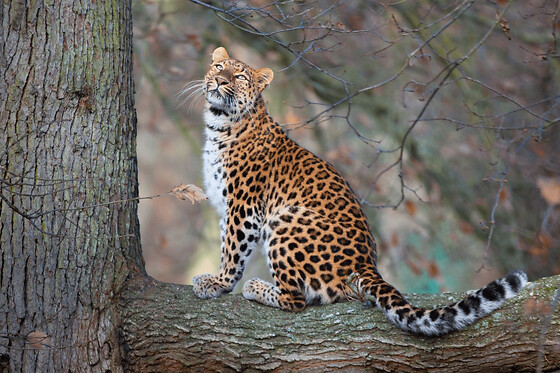 Billet pour le Wow Safari Thoiry (78) - Adulte