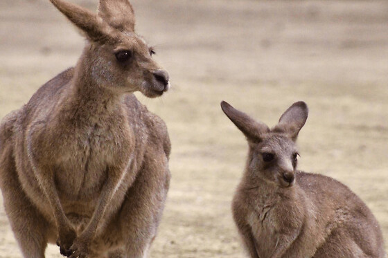 Billet pour le Parc Australien (11)
