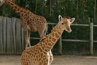 Billet pour le Zoo des Sables-d'Olonne (85)
