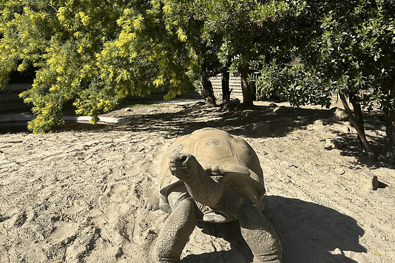 Billet pour La Vallée des Tortues (66)