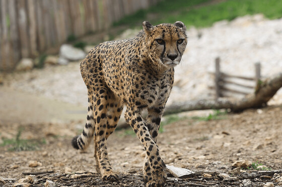 Funbooker - photo 1