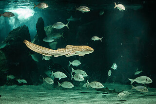 Billet pour l'Aquarium de Lanzarote