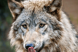Billet pour le Parc animalier des Pyrénées (65)