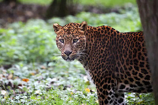 Billet combiné Lumigny Safari Réserve et Terre de Singes (77)