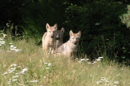 Les Tanières du Gévaudan