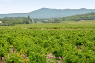 Dégustation de vin pour 2 au Domaine de Montine à Grignan (26)