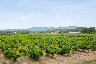 Dégustation de vin pour 2 au Domaine de Montine à Grignan (26)