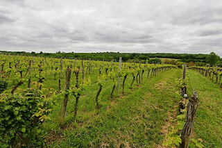 Visite et initiation à la dégustation au Château Les Maubats