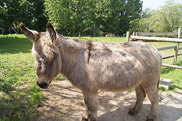 Le Paddock du Val de Lys