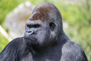 Zooparc de Beauval -  1 jour pour 1 enfant