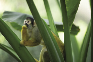 Zooparc de Beauval -  1 jour pour 1 enfant