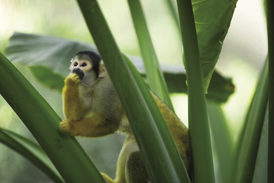 Zooparc de Beauval -  1 jour pour 1 enfant