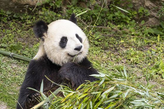 Zooparc de Beauval - 2 jours en duo