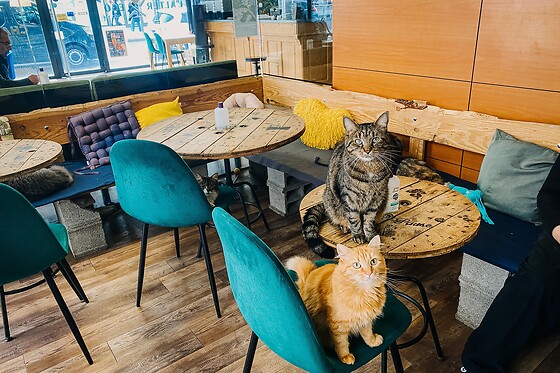 Chat'lounge Clermont-Ferrand - photo 1