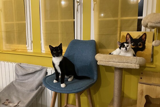 Troyes petits chats - photo 3