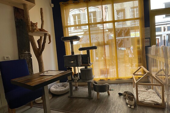Troyes petits chats - photo 5