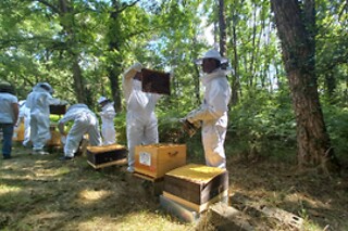 Initiation à l'apiculture - Miel Girard - La Breille-les-Pins (49)