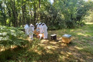 Initiation à l'apiculture - Miel Girard - La Breille-les-Pins (49)