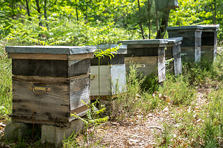 Initiation à l'apiculture - Miel Girard - La Breille-les-Pins (49)