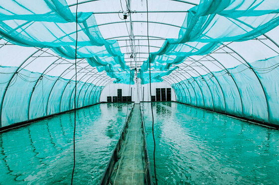 Atelier spiruline dans une ferme urbaine à Lille (59)