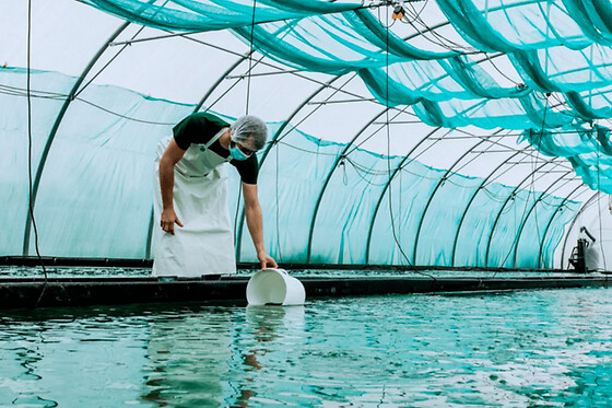Atelier spiruline dans une ferme urbaine à Lille (59)