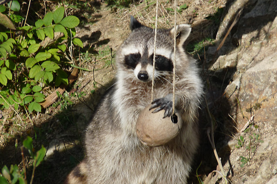 Parc animalier d'Ecouves - photo 1