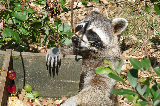 Parc animalier d'Ecouves - photo 0