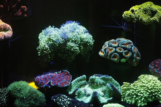 Sortie à l'aquarium pour 2 - L'Aquarium de Paris - Paris (75016)