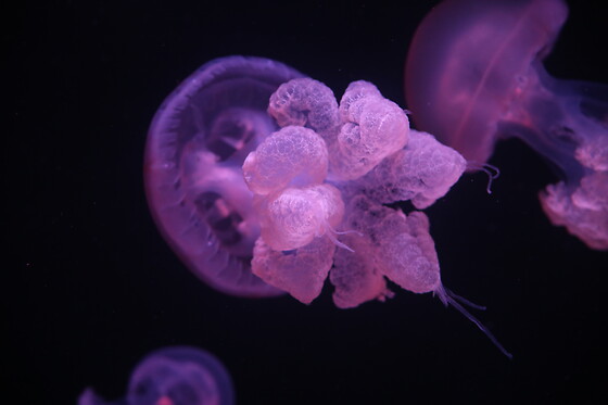 Sortie à l'aquarium pour 2 - L'Aquarium de Paris - Paris (75016)