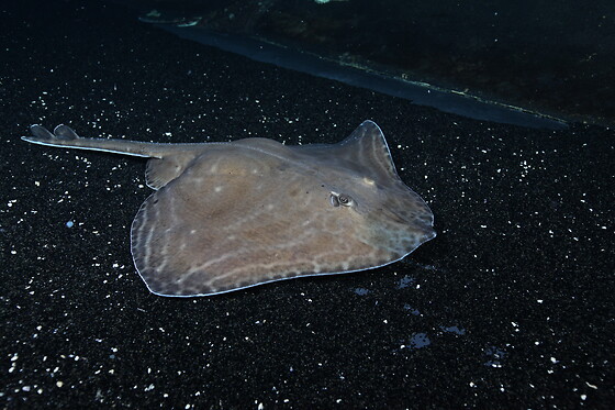 Sortie à l'aquarium pour 2 - L'Aquarium de Paris - Paris (75016)