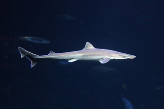 Sortie à l'aquarium pour 2 - L'Aquarium de Paris - Paris (75016)