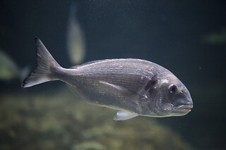 Sortie à l'aquarium pour 2 - L'Aquarium de Paris - Paris (75016)