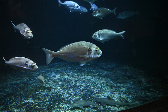 Sortie à l'aquarium pour 2 - L'Aquarium de Paris - Paris (75016)