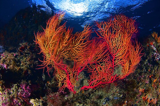 Cipreia Dive Club - photo 4