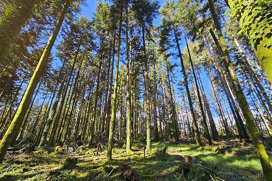 Sylvothérapie Bretagne - photo 0